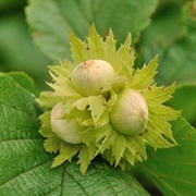 American Hazelnut Shrub