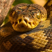 Timor Python