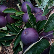 Black Diamond Apples