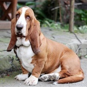 Bassett Hound