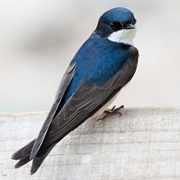 Blue-And-White Swallow