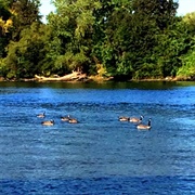 American River