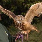 Welsh Hawking Centre