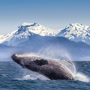Glacier Bay National Park, Alaska
