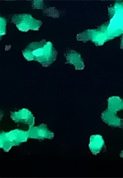 Rose Crystalized (Fitzgibbon) (2012)