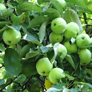 White Transparent Apples