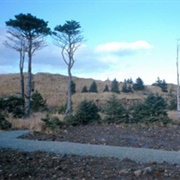 Sitka Spruce Plantation (Unalaska)