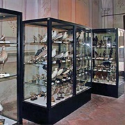 Museo Ornitologico, San Gimignano