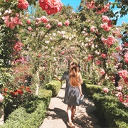 Smell the Butchart Roses (BC)