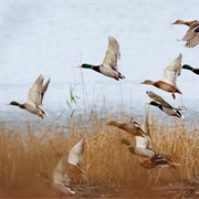 Letyat Utki - The Silver Ring