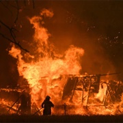 Australian Black Summer