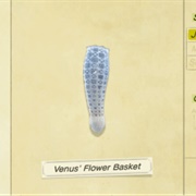 Venus' Flower Basket