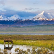 Alaskan Tundra, Alaska