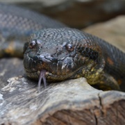 Green Anaconda