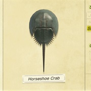 Horseshoe Crab