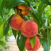 Frost Peach