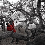 Visit a Haunted Grove (SK)