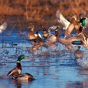 Yazoo National Wildlife Refuge, USA