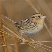 Leconte's Sparrow