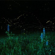 Fire Flies