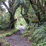 Veronica Walk, Mt Egmont