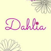 Dahlia