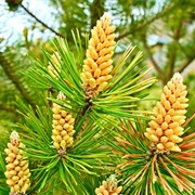 Pine Pollen