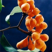 Zig-Zag Vine Fruit
