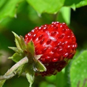Forest Strawberry