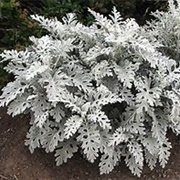 Dusty Miller