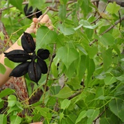 Northern Kurrajong (Brachychiton Diversifolius)