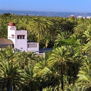 Palmeral of Elche