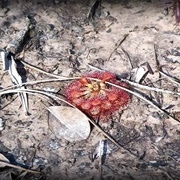 Big Thicket National Preserve