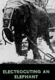 Electrocuting an Elephant (1903)