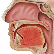 Loss of Smell or Taste