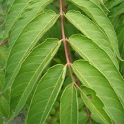 Tree-Of-Heaven