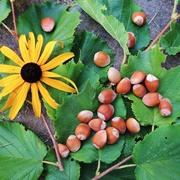 Beaked Hazelnut (Corylus Cornuta)