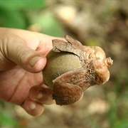 Borneo Tallow Nut
