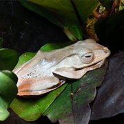 Borneo Eared Frog
