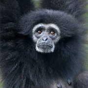 White-Handed Gibbon