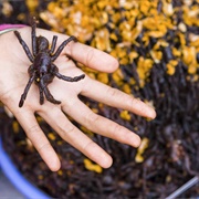Fried Tarantulas, Cambodia