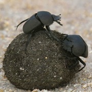 Dung Beettle