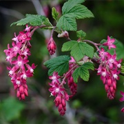 Flowering Currant