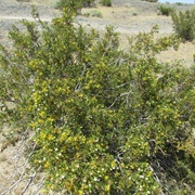 Creosote Bush