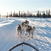 Husky Sledding in Alaska