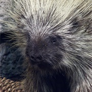 Porcupine