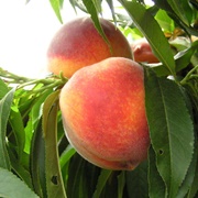 Southern Sweet Peach