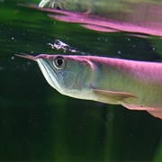Silver Arowana