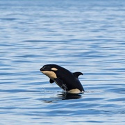 Orca