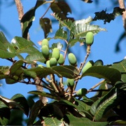 Mango Bark (Canarium Australianum)